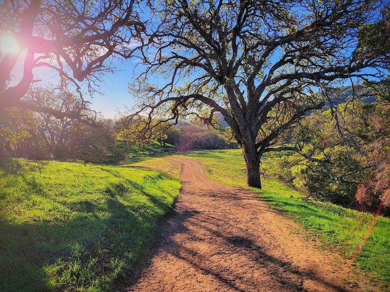 These 13 Dog-Friendly Trails In Northern California Are Perfect For A Weekend Outing - Decor Hint Briones Regional Park, Martinez and Lafayette
