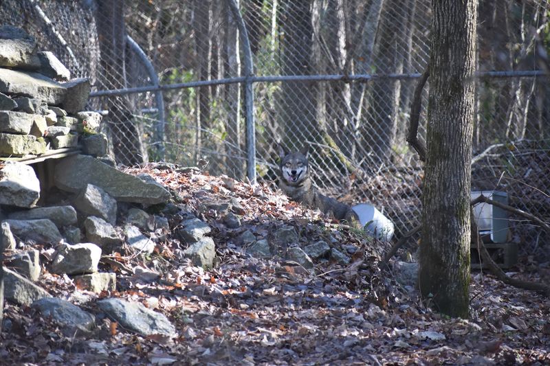 Seeing Captive Red Wolves Up Close