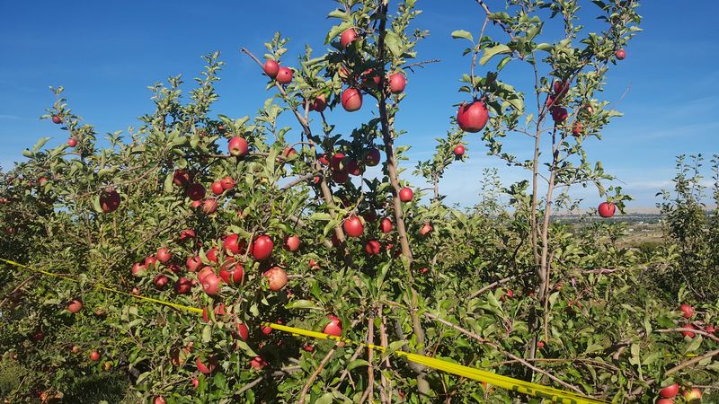 Rocky Point Orchard's South Slope Farm Setting