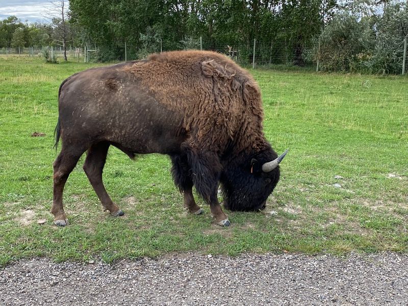 This Slow Train Ride In Idaho Might Be The Most Relaxing Way To See The State - Decor Hint Real Bison, Woodland Views, And Family-Friendly Fun