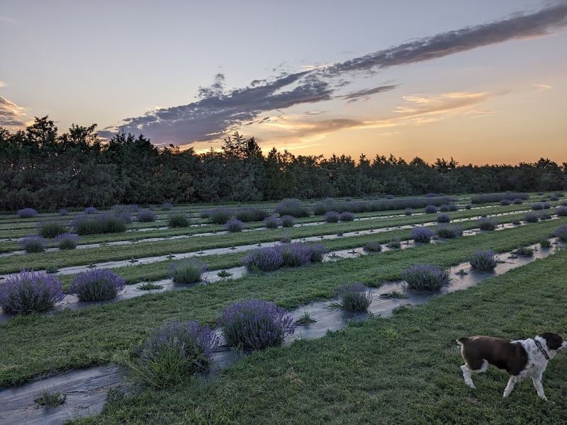 Planning A Visit To Our Lavender Co. In Big Springs