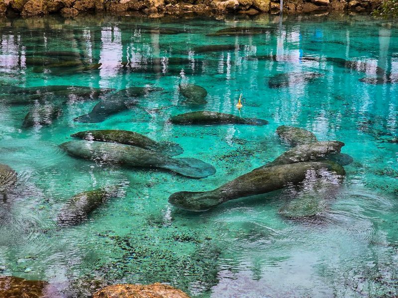 Swim With Manatees At Three Sisters Springs