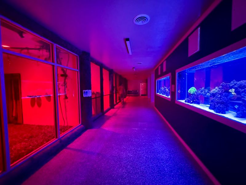The Jungle And Nocturnal Rooms