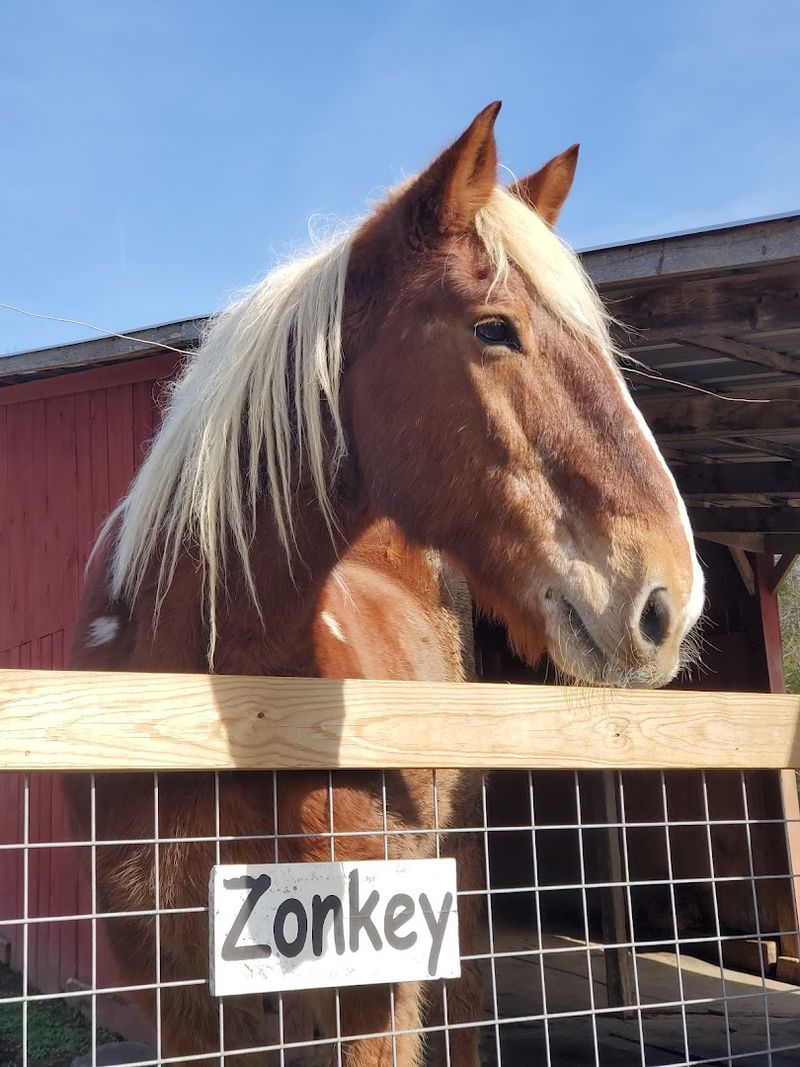 Horseback And Pony Rides