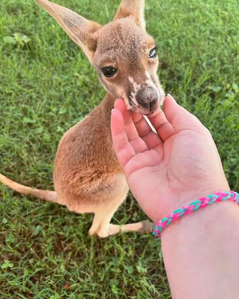 Special Animal Encounters Beyond Capybaras