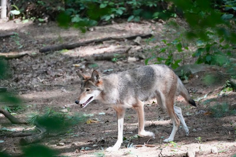 See Rare Species Like Red Wolves And Andean Bears