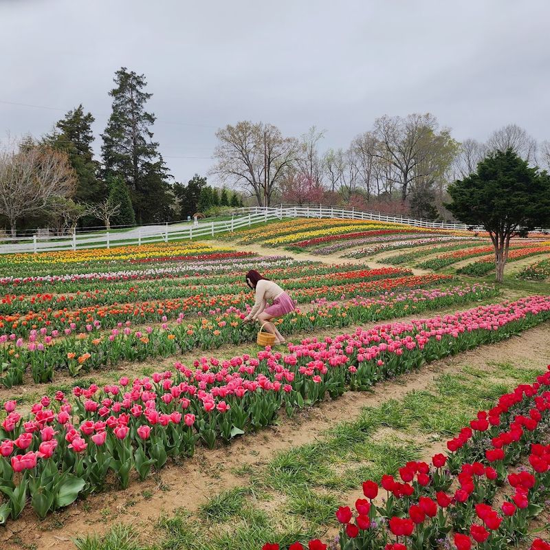 Spring Tulip Field With Serious Scale