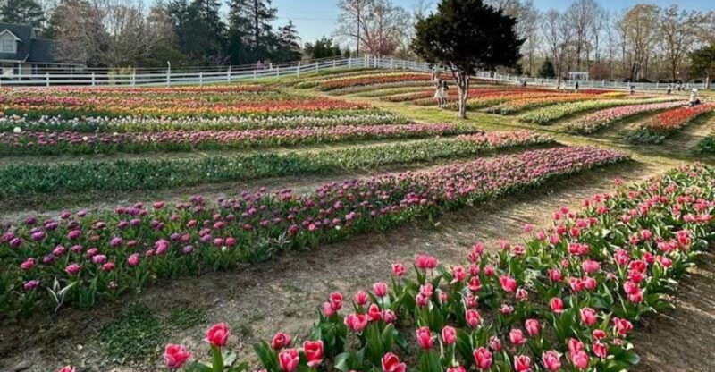 Explore This 20-Acre North Carolina Farm With Over 168,000 Gorgeous Tulips