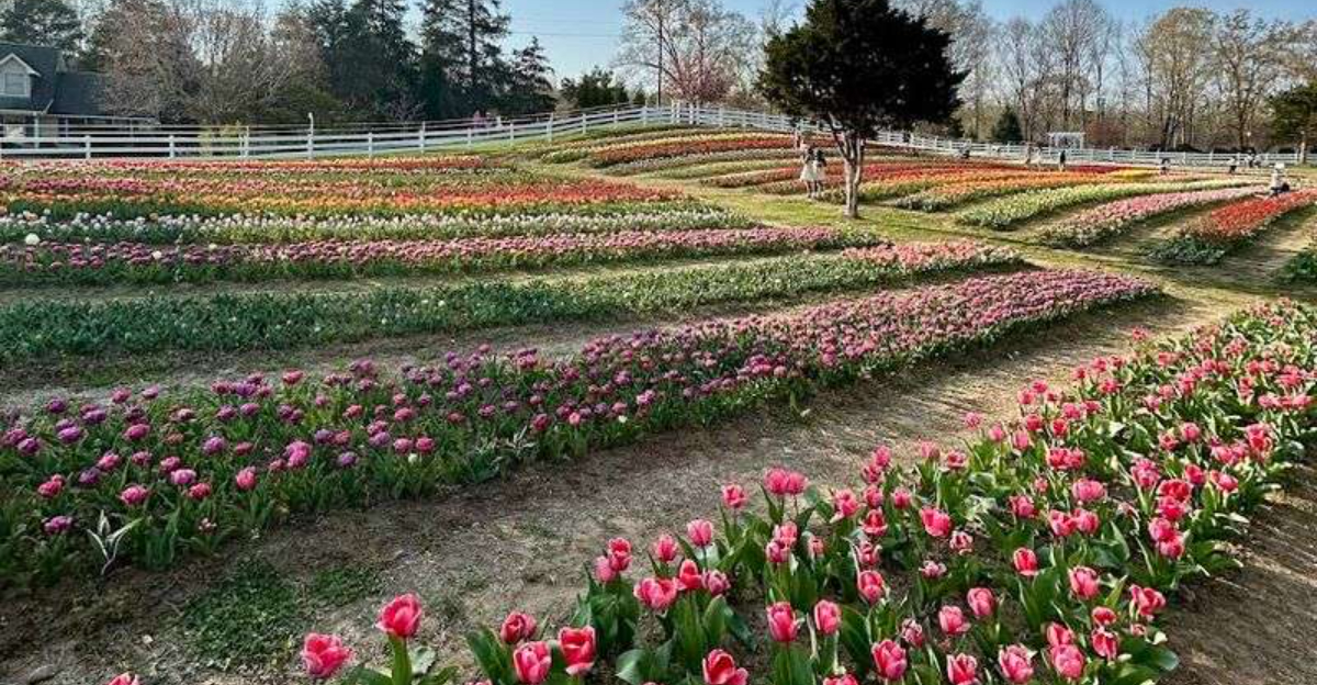 Explore This 20 Acre North Carolina Farm With Over 168000 Gorgeous Tulips - Decor Hint