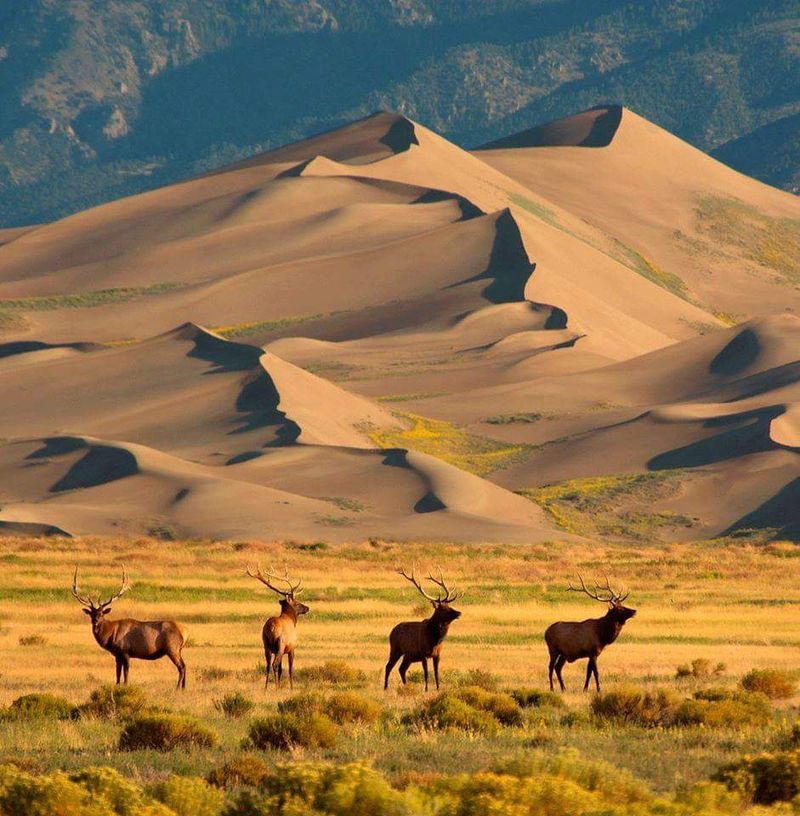 Sandboarding At Great Sand Dunes National Park