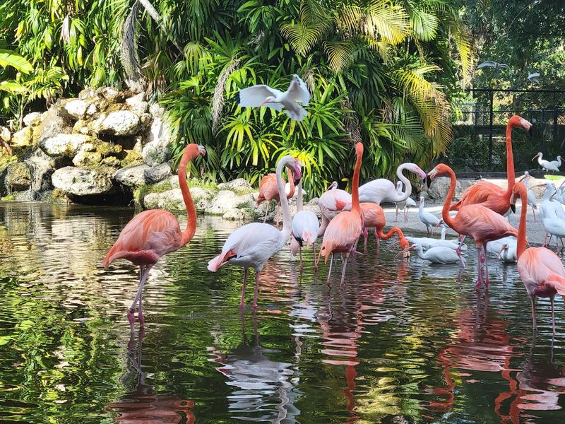 Flamingo Gardens, Davie