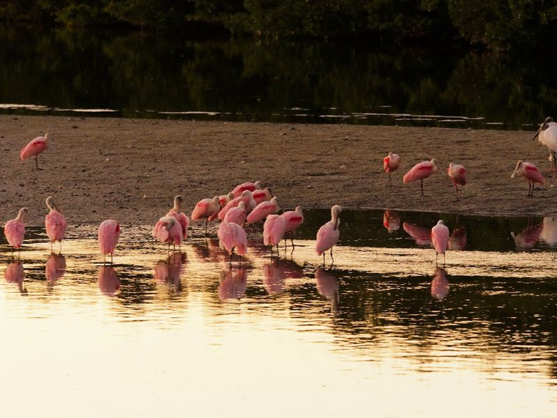 J.N. Ding Darling National Wildlife Refuge