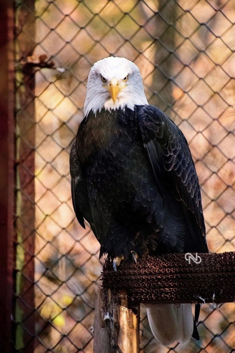 Bald Eagles And American Pride