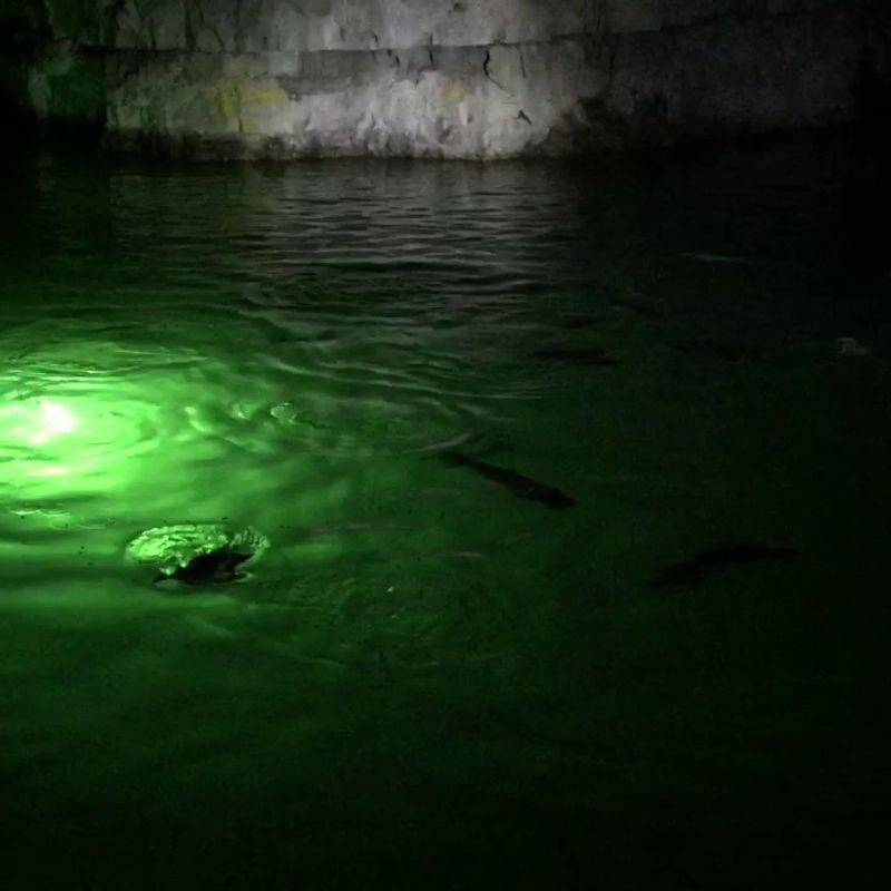 Spotting Bats Inside The Underground Cave