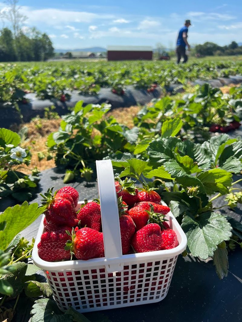Strawberry Picking And Seasonal Fruit Variety