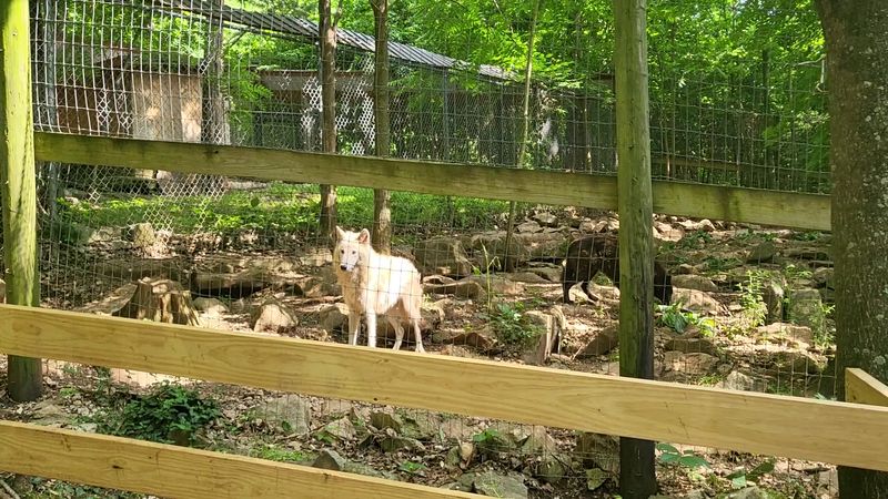 This Kentucky Attraction Offers A Fun Day Full Of Furry Encounters - Decor Hint The Sheepdog Herding Demonstration