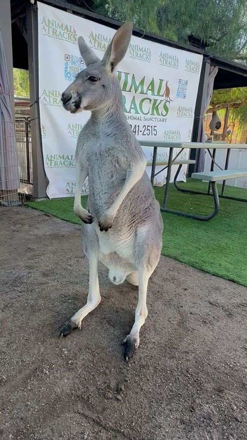 Kangaroos Add A Gentle Surprise