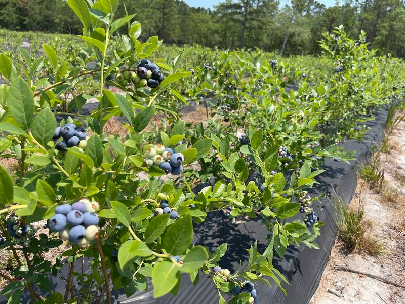 Carol Sue Blueberry Farm