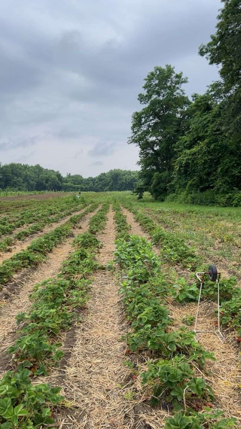 Walk Among Rows Of Bright Red Strawberries