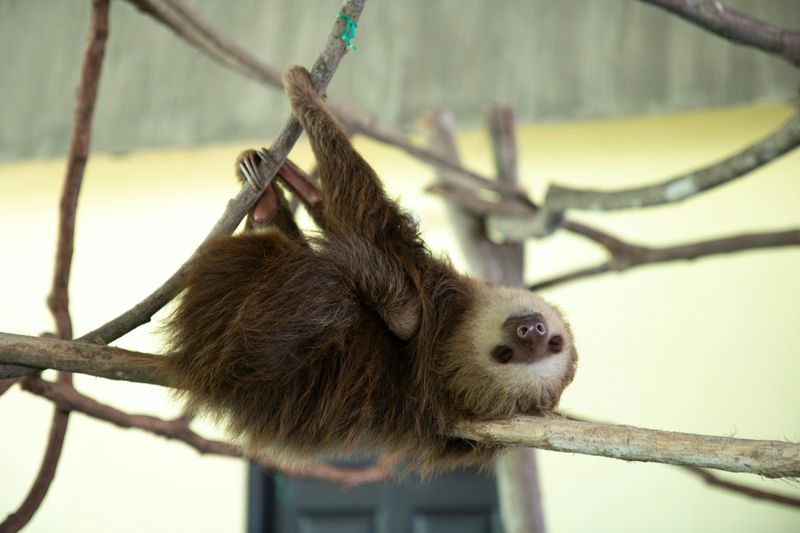 Meeting Sloths In Person