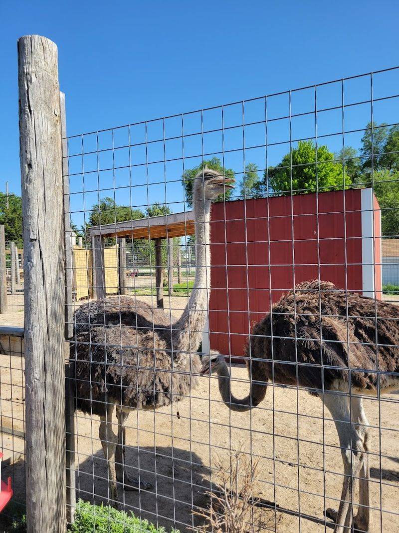 A Magical Nebraska Safari Full Of Exotic Animals You Can Feed - Decor Hint Animals From All Over The World Such As Emus From Australia