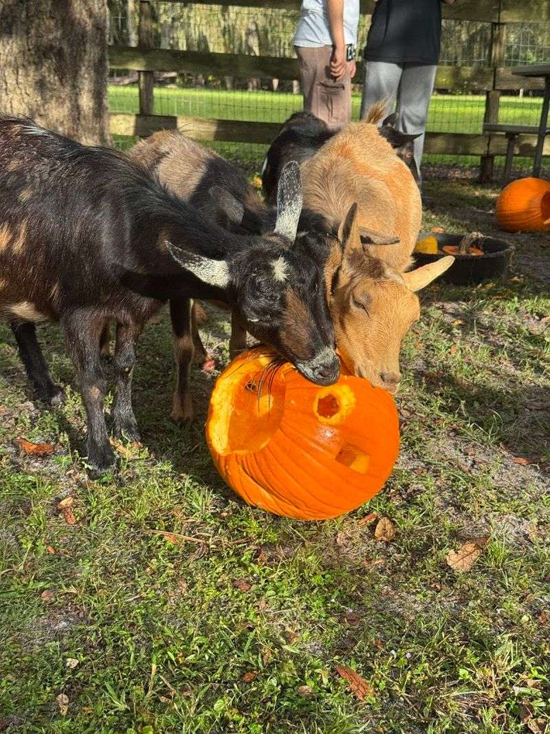 Pumpkin Carving With Goats In The Fall