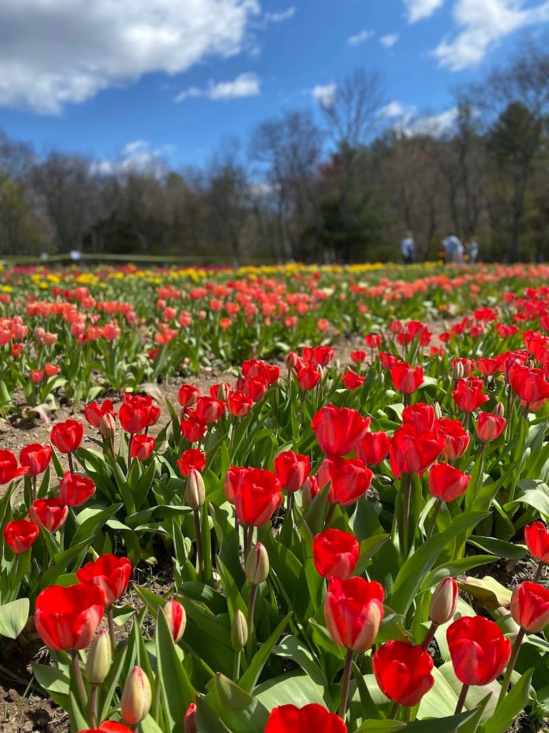 Cross Street Flower Farm