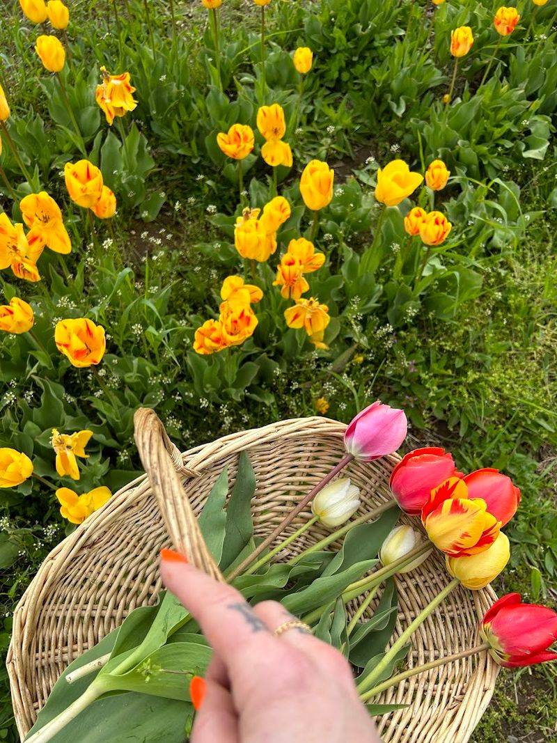 Felix's Family Farm (Tip Top Tulips)