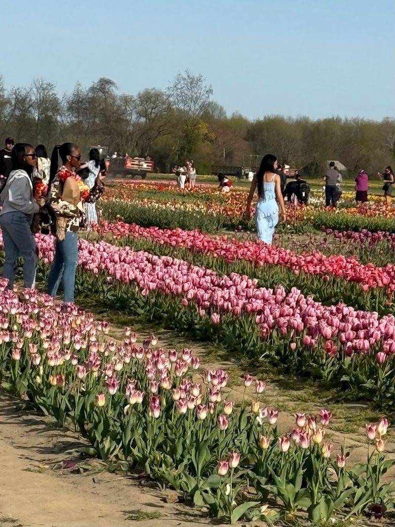 Activities Beyond The Flower Fields