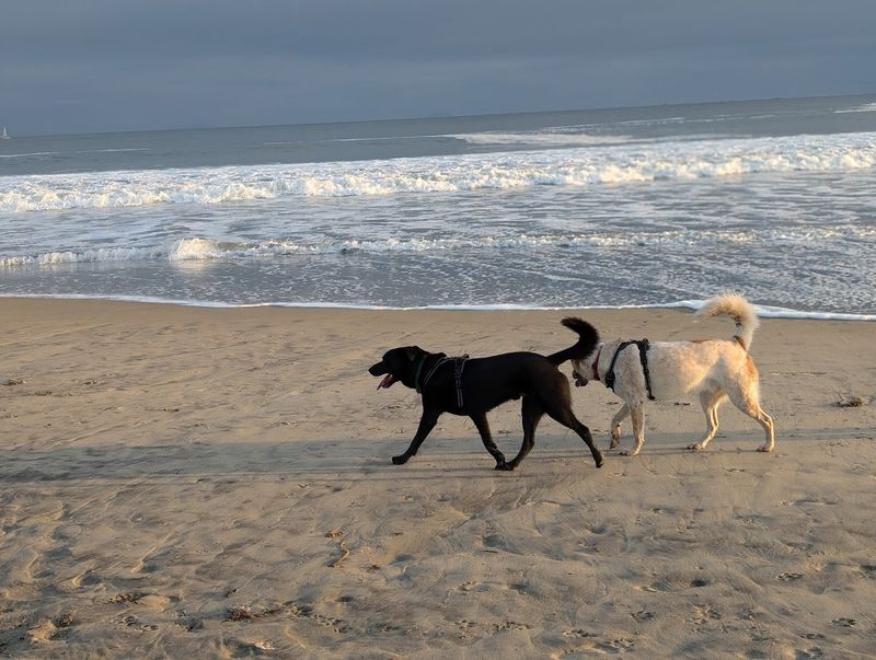Coronado Dog Beach, Coronado