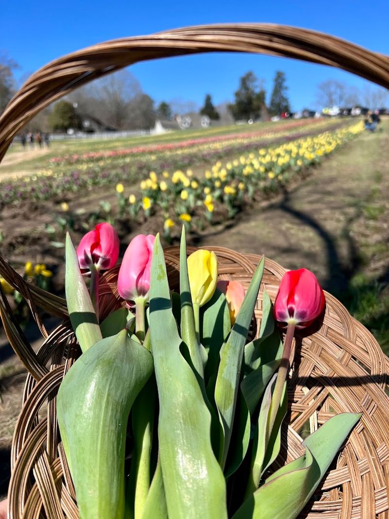 U-Pick Rows Turn The Visit Into A Farm Day