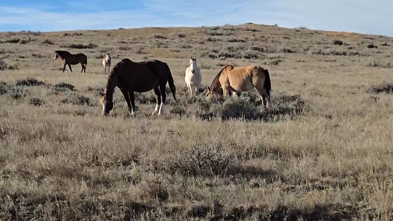 10 Unforgettable National Park Sites And Public Lands In Wyoming - Decor Hint Thunder Basin National Grassland