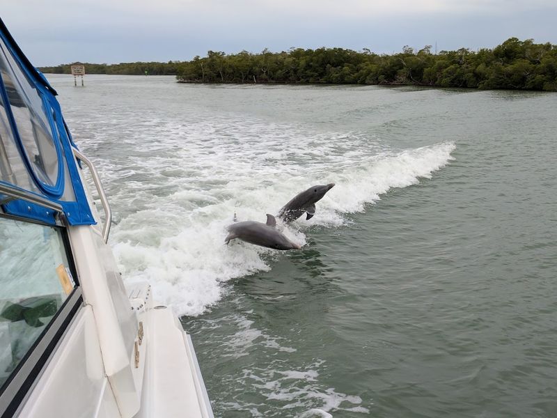 Wild Dolphins That Greet Your Boat