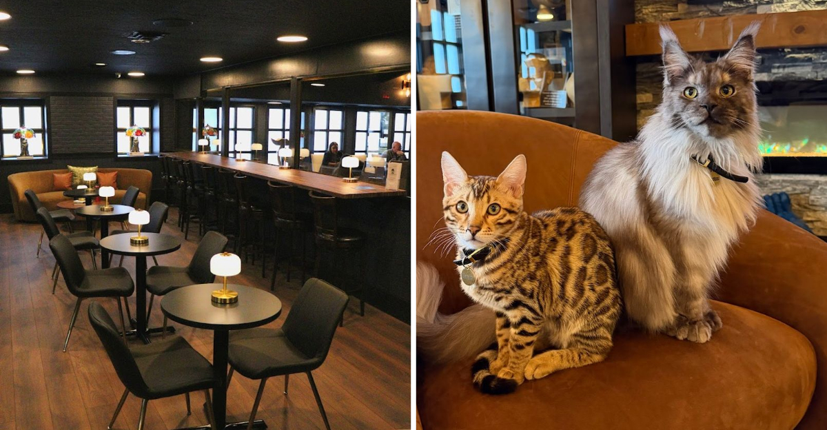 Florida Has A Cat Cafe Packed With Giant Maine Coons And Adoptable Cats That Nobody Wants To Leave Behind - Decor Hint