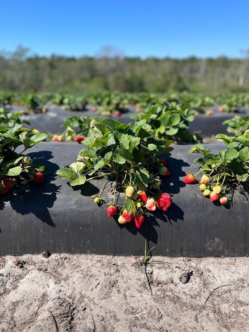 Strawberry Season Is Pure Magic
