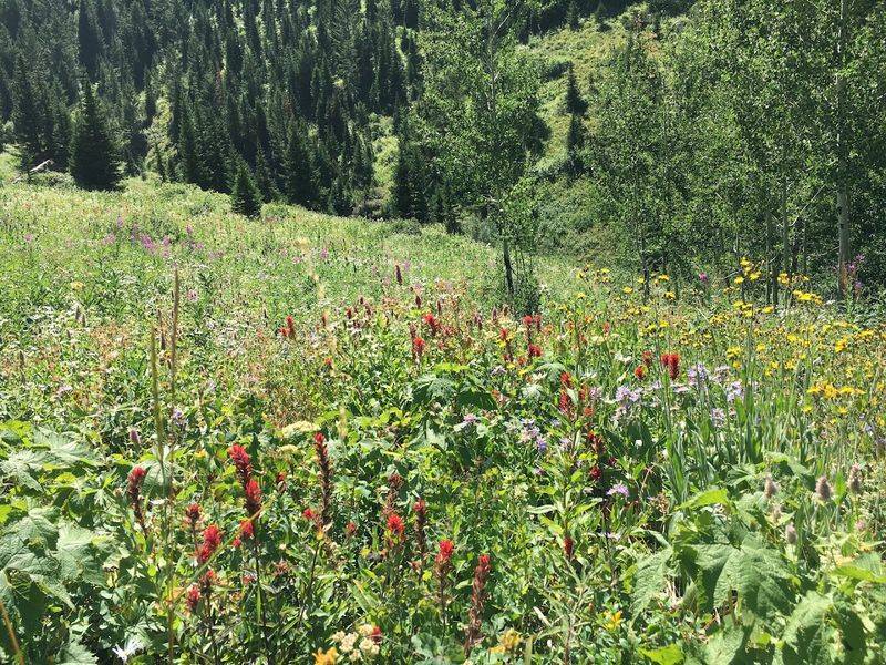 Meadows And Wildflower Fields