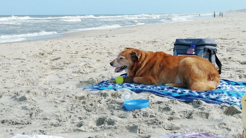 Cape Hatteras National Seashore, Coquina Beach