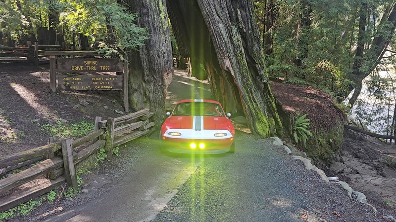 Shrine Drive-Thru Tree