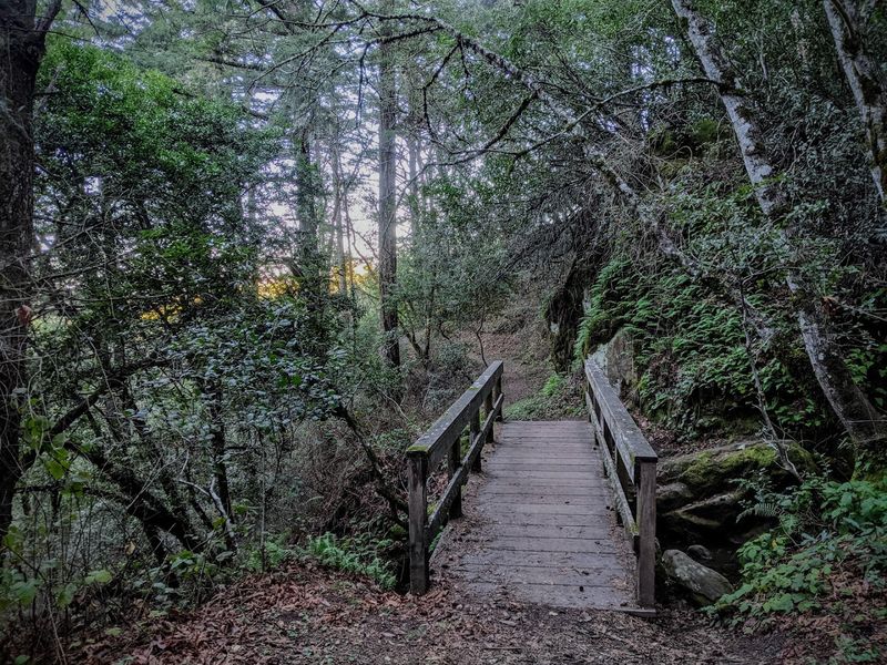 These 13 Dog-Friendly Trails In Northern California Are Perfect For A Weekend Outing - Decor Hint Coal Creek Preserve, Los Altos Hills
