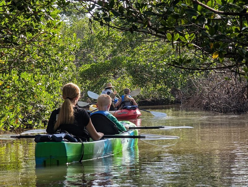 Kayaking The Mangroves