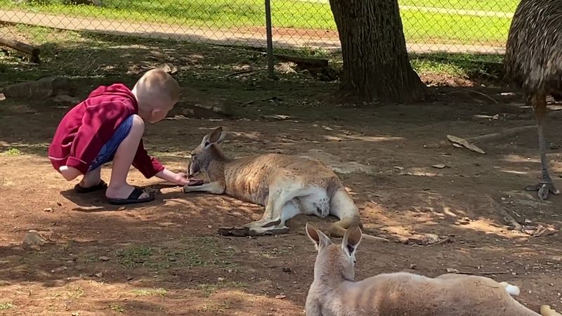 Feeding Goats, Horses, And Baby Cows