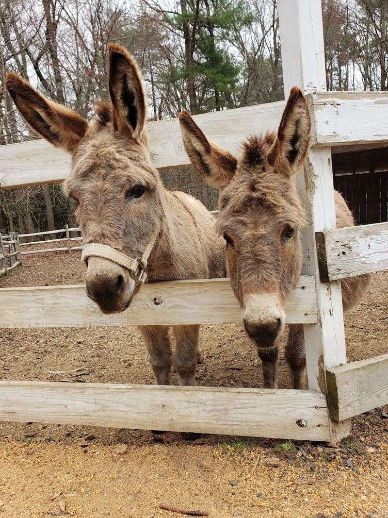 A West Simsbury Favorite For Curious Kids