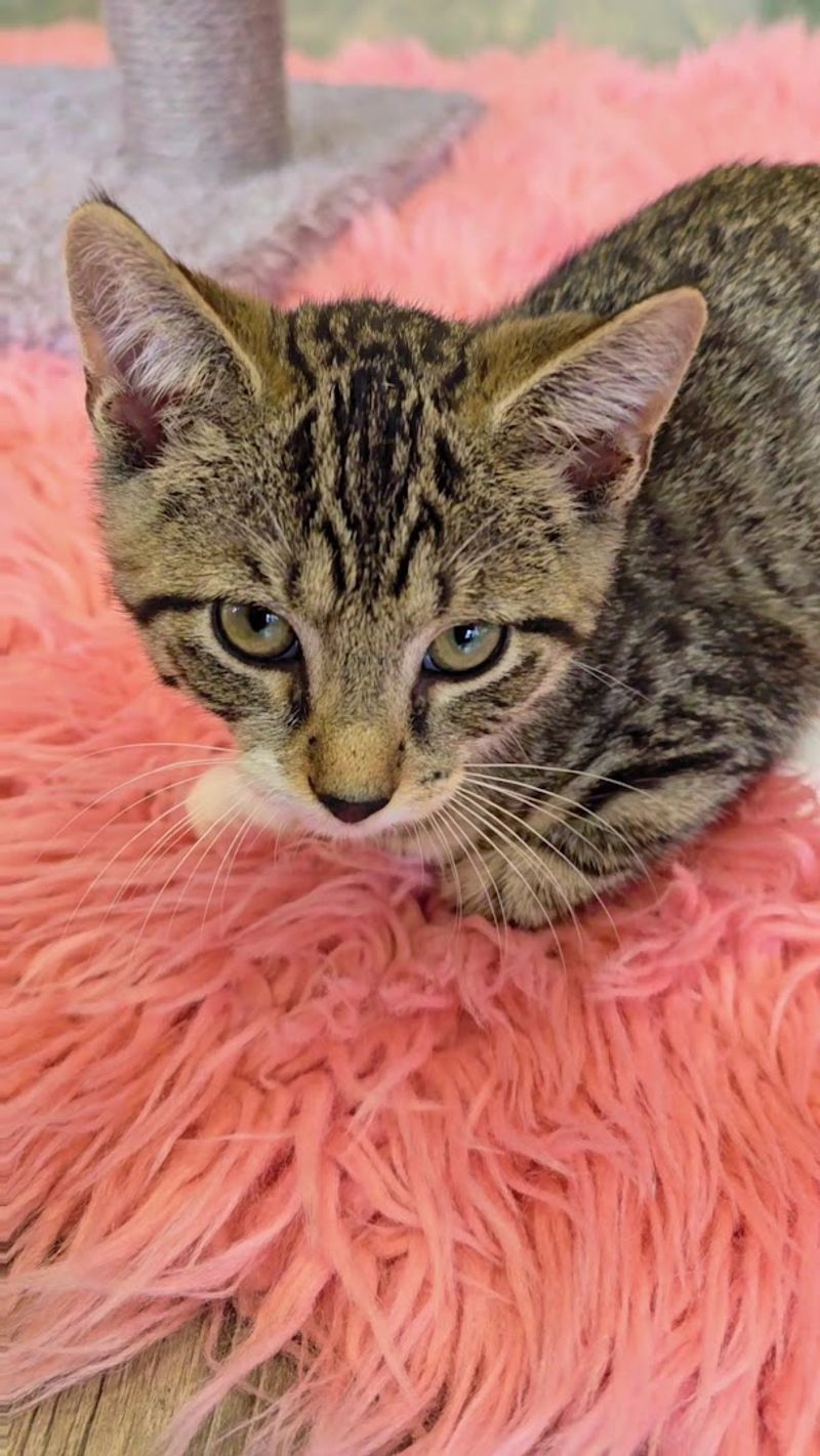 Adorable Kittens At Just The Right Age For Socializing
