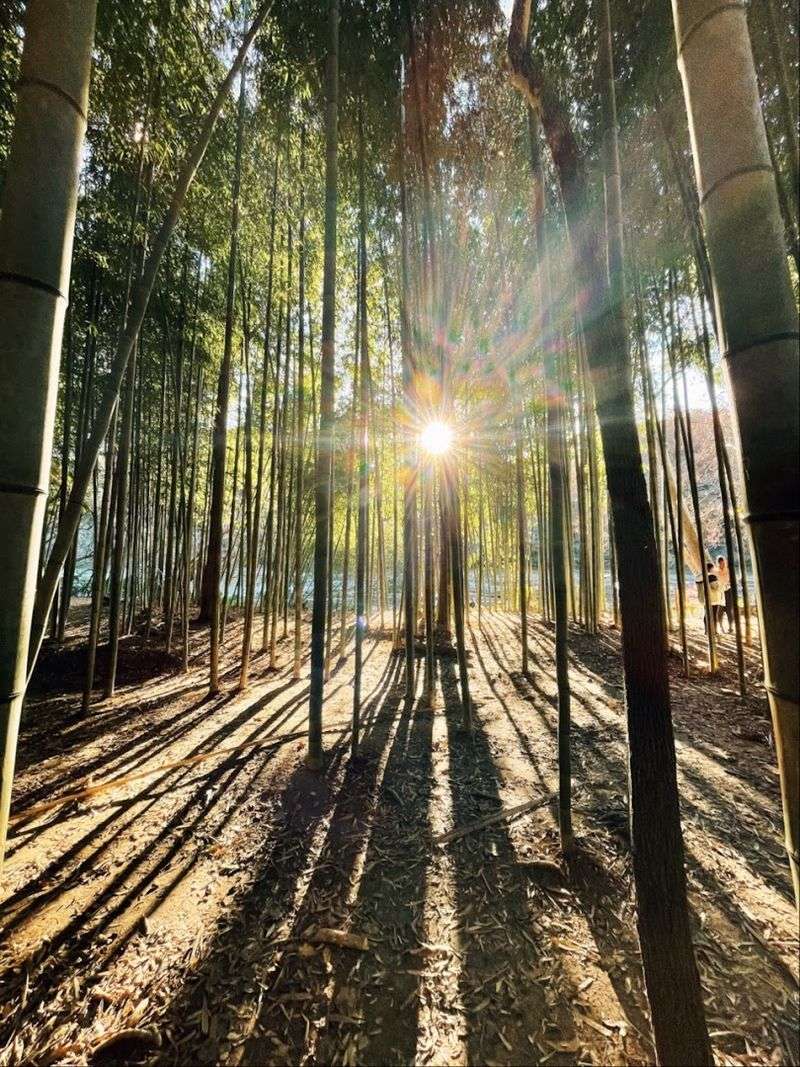 The Famous Bamboo Forest Section