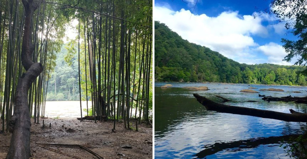 Georgias Most Exotic Hike Leads Adventurers To A Hidden Bamboo Forest Paradise - Decor Hint