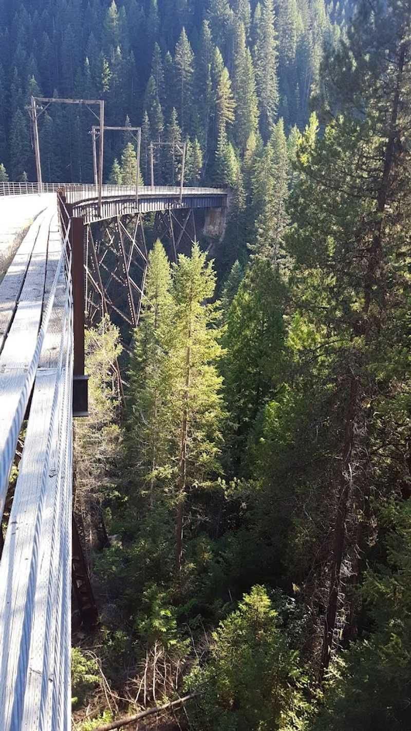 Dense Pine Forests That Feel Like A Different World