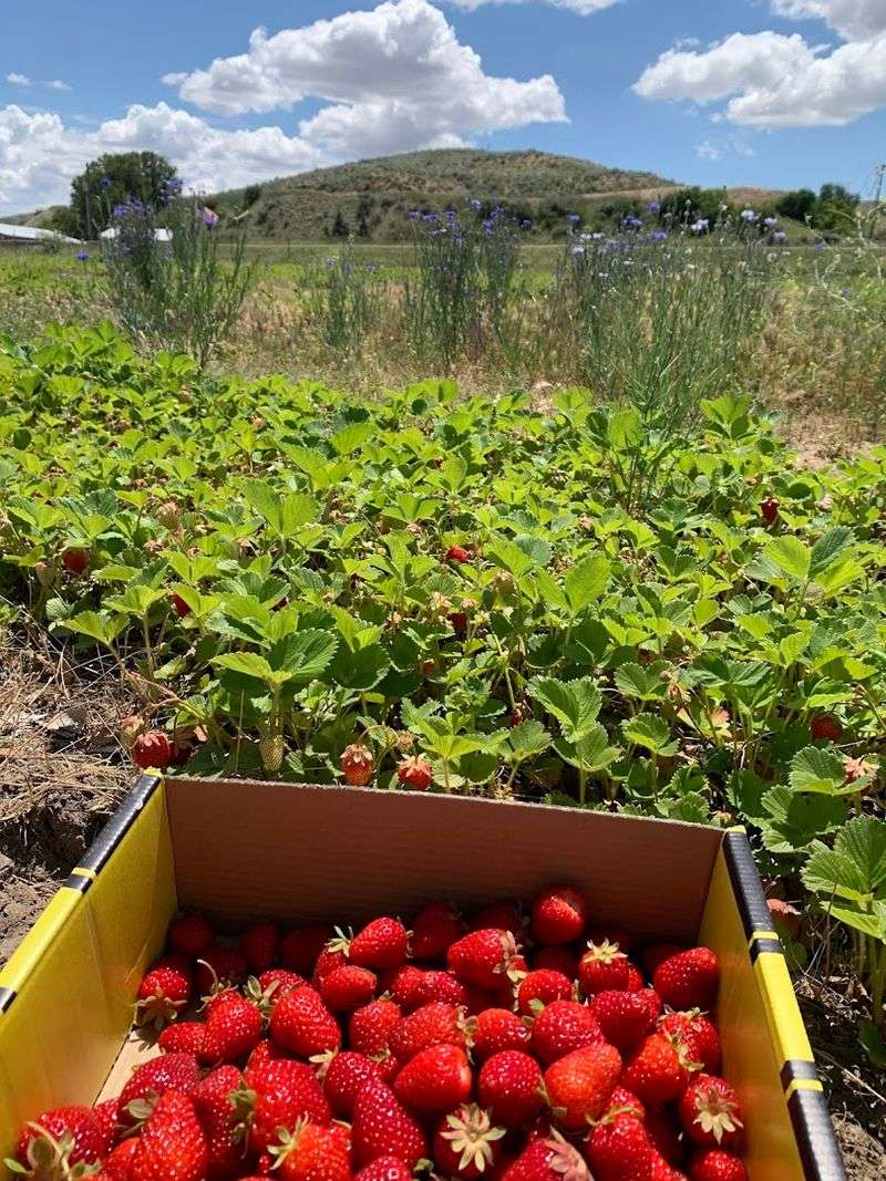 What Makes These Strawberries Special