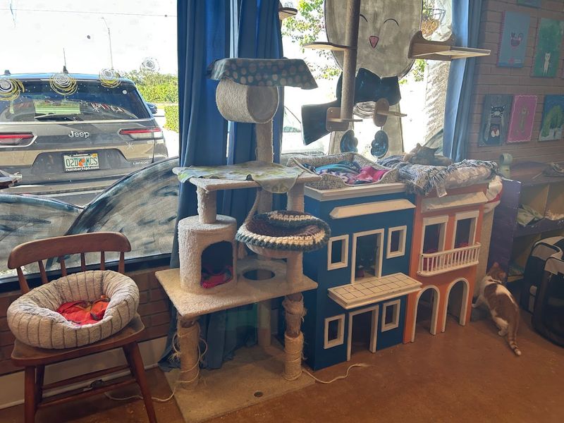 The Witty Whisker Cat Café