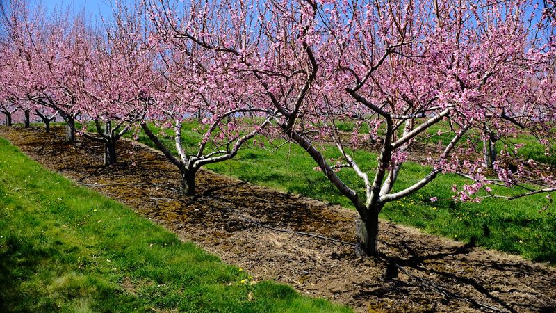 Ferjulian's Farm