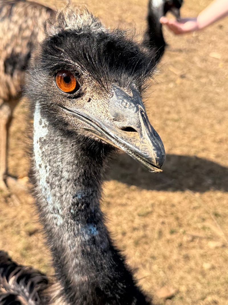 Emu Encounters That Catch Visitors Off Guard